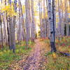 Aspens on Painter Boy