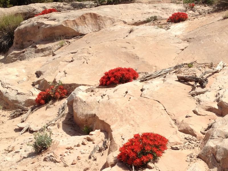 Amazing blooms on May 3.