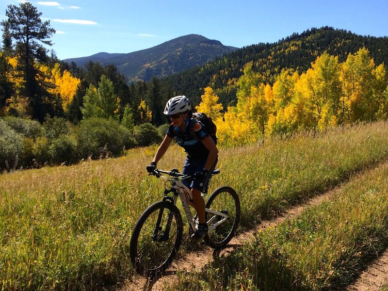 The aspens in their glory!