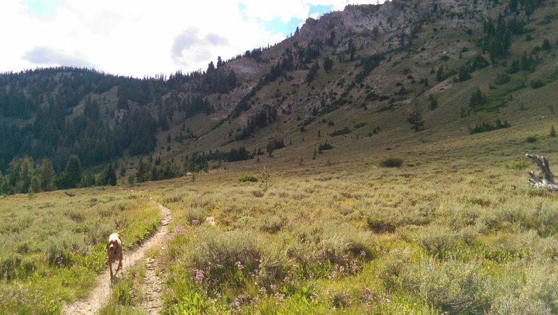 Stanley the Dog on Alturas Creek Trail