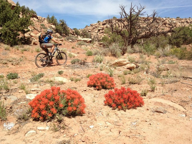 Remarkable blooms on May 3.