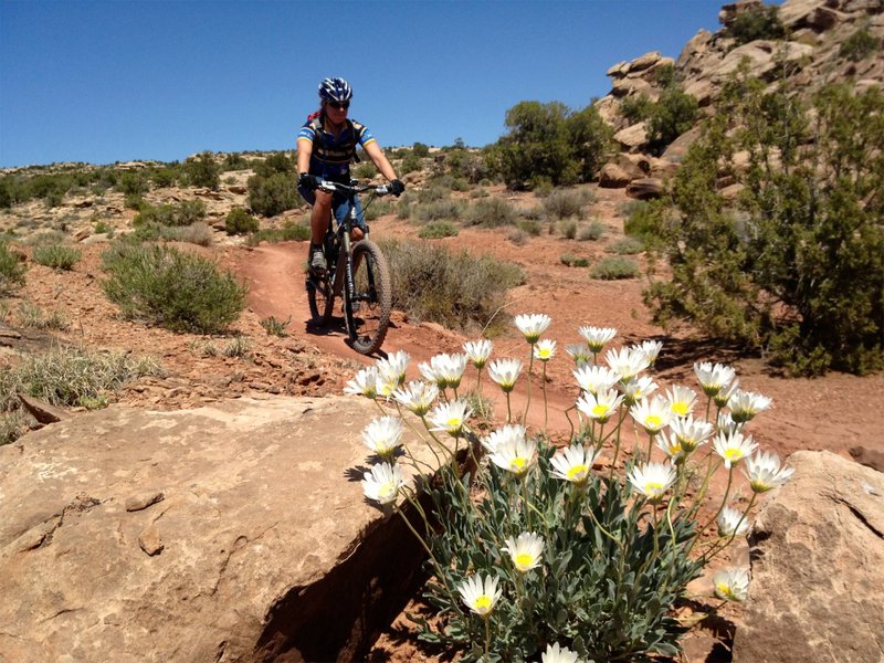 Wildflowers on May 3.