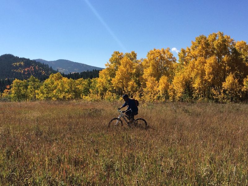 Big meadows and aspens in September