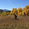 Big meadows and aspens in September