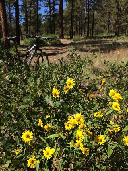 Wildflowers abound along the flowing, smooth singletrack of Turkey Springs.