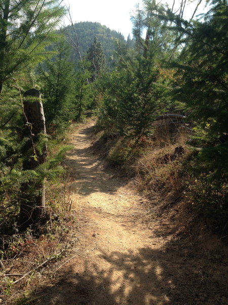 Approaching the high point on Ridge View trail.