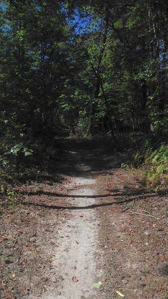 Through the woods, pleasant ride on fairly easy and flat singletrack