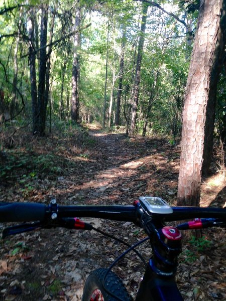 Lots of leaves and pine straw.