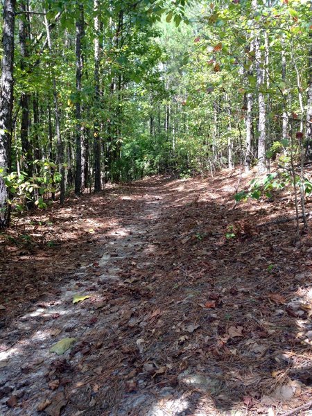 Singletrack with lots of leaves and pine straw.