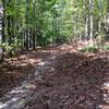 Singletrack with lots of leaves and pine straw.