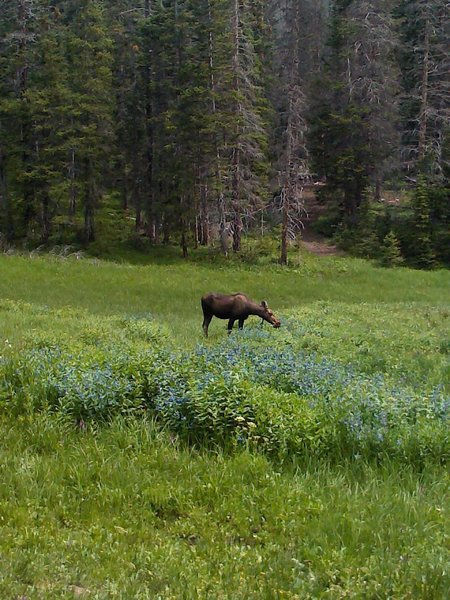 A moose enjoying herself