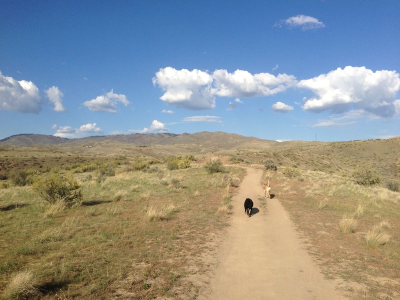 After work ride with the pups