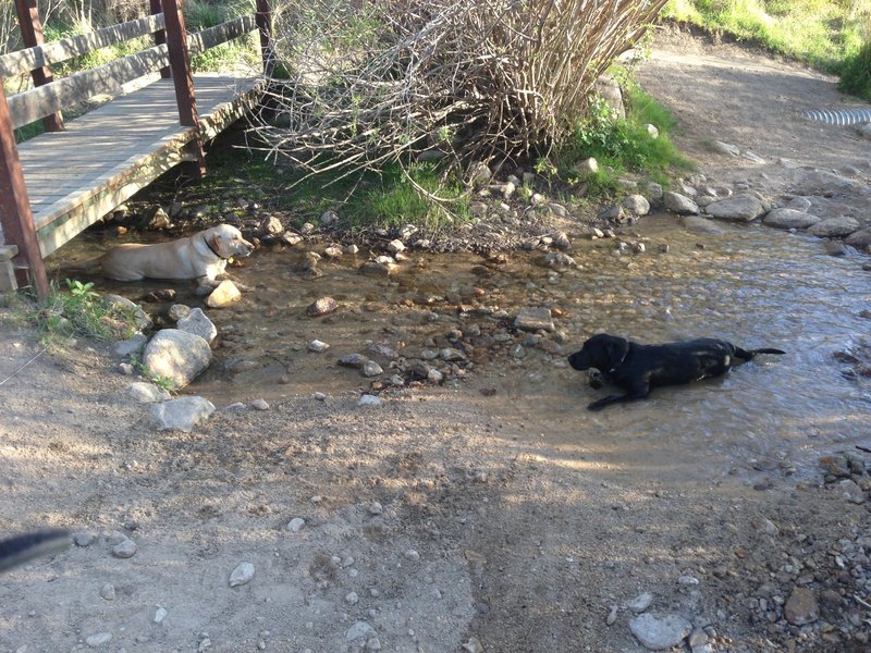 Nice watering hole at the top of Lower Hulls Gulch Trail