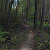 Pleasant ride.  Here the trail follows a creek and a nice section of woods.