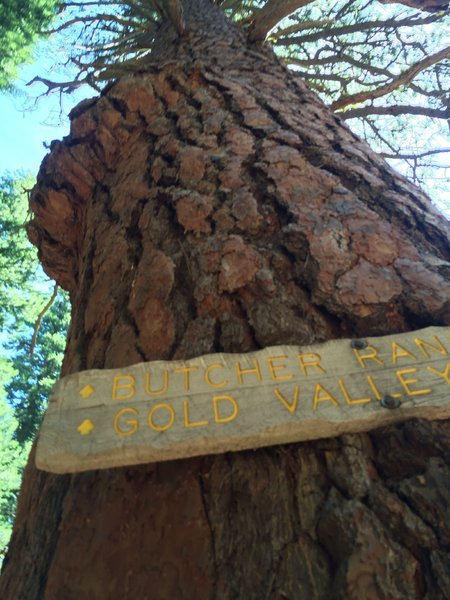 Can't miss this trail junction and sign - Downhill is the Second Divide Trail. Short uphill is the Third Divide trail.