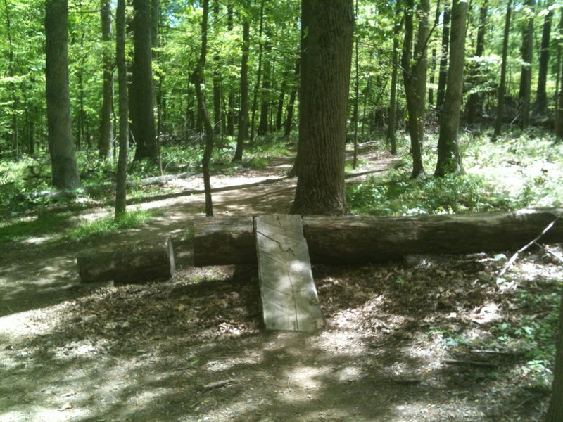 One of the many log features to be found on the trail.