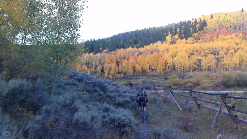 Aspen Alley from the Blue River Trail