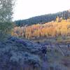 Aspen Alley from the Blue River Trail