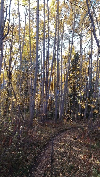 Aspen tunnel along Aspen Alley