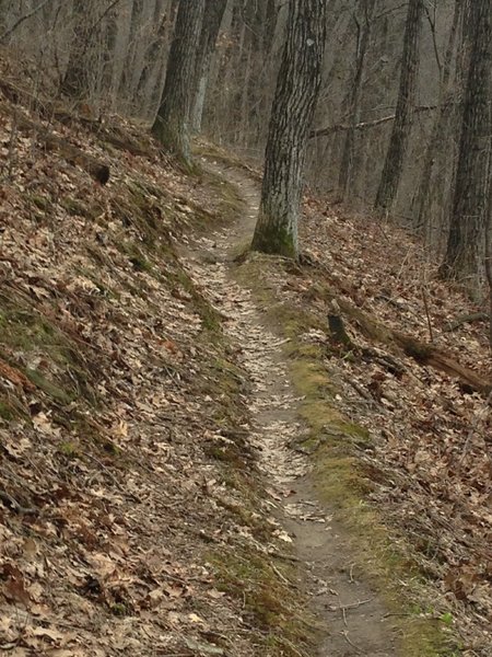 This is the Cistern Trail.  It is the main connector between the Wildwood Loop on top, and the Low Rollers at the bottom.  Expert riders climb Cistern and descend on the Quarry.  Intermediate Riders will generally descend on the Cistern trail, so be aware of two-way traffic.