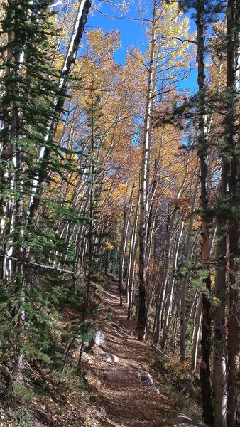 Mount Royal Trail