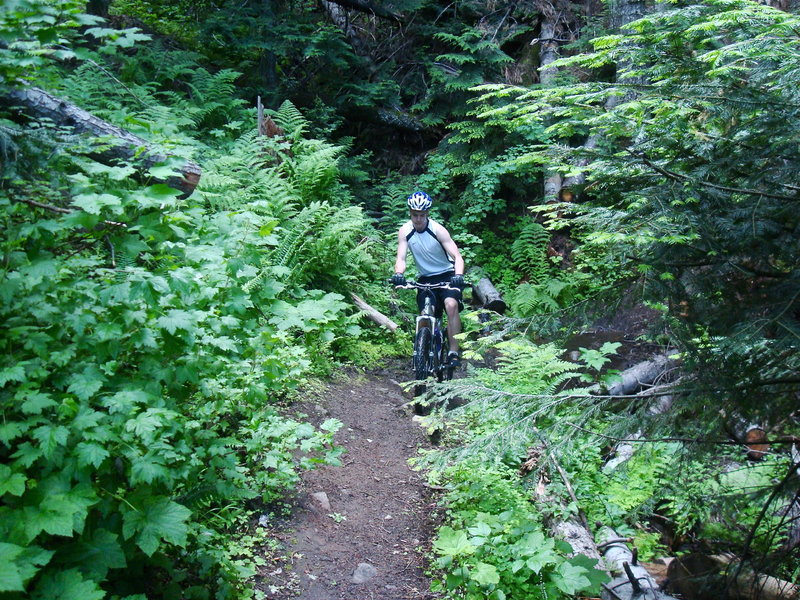 Bernard Peak Trail- bring on the climb!