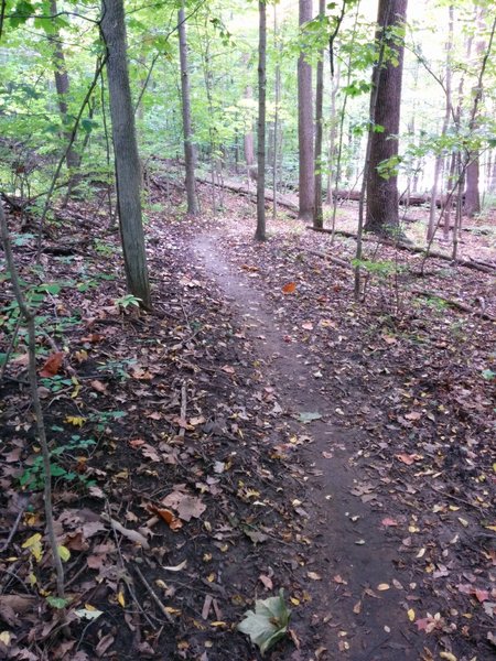 Gentle descent, just before the steepest climb on the Yellow Loop trail.