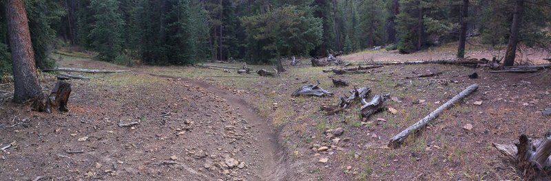 Fuller Trail (left) and Sawmill Road- aka Heinous Hill (right) "almost intersection".