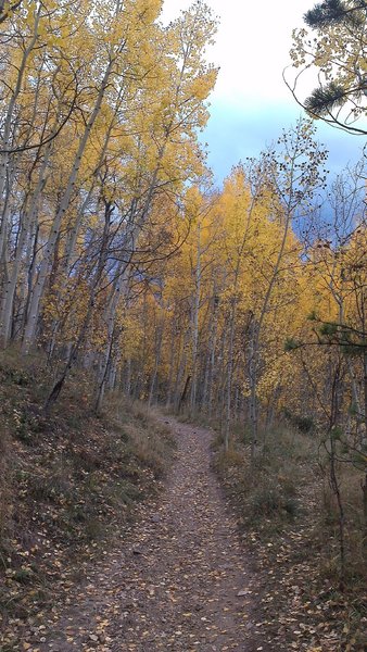 Lower Gold Run Road singletrack