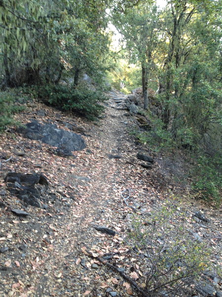 Along the Elliott Ridge Trail