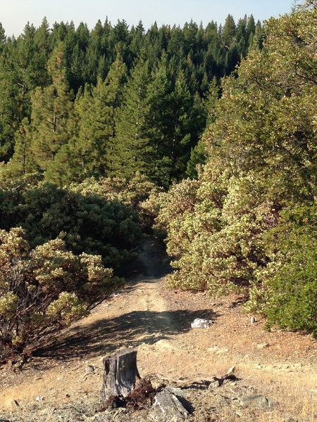 Mixed forest along Elliott Ridge Trail