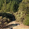 Mixed forest along Elliott Ridge Trail