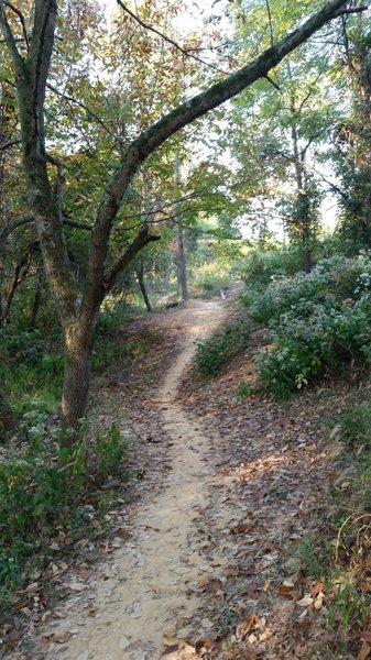 Some dirt features along the Roundaround Right Trail.