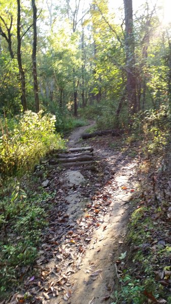 Log pile on Runaround Left Trail