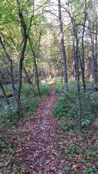 Fast old school singletrack with tight trees!