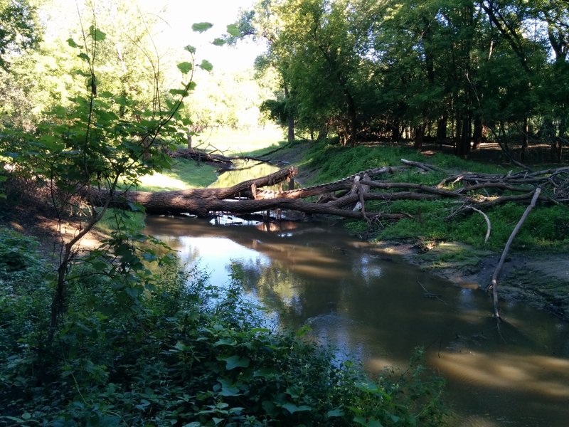 Another view of the tree bridge.