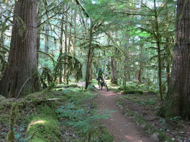 The smooth and fast lower MRT- McKenzie River Trail