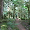 The smooth and fast lower MRT- McKenzie River Trail