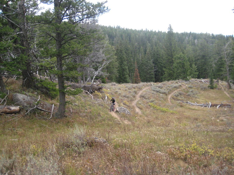 Start of a fun section of switchbacks on Arrow Trail