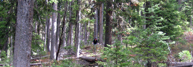 Nice track through a dense section of trees