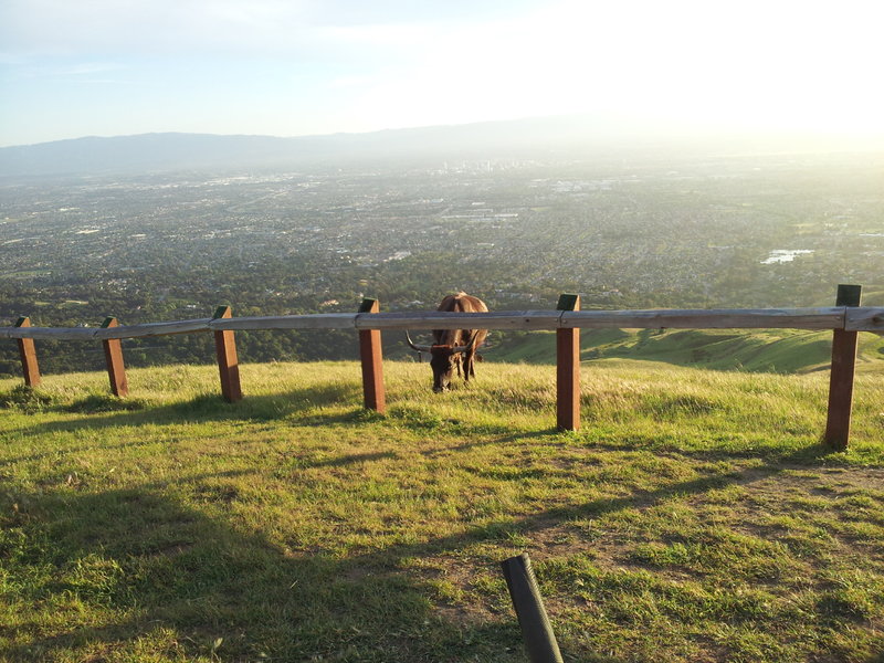 Santa Clara Valley from Boccardo Loop Trail