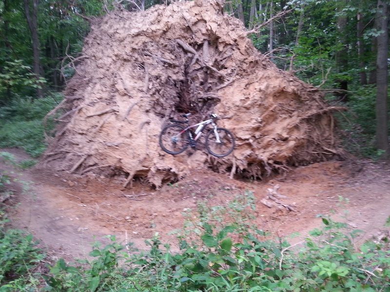 Fallen tree a top the J Loop