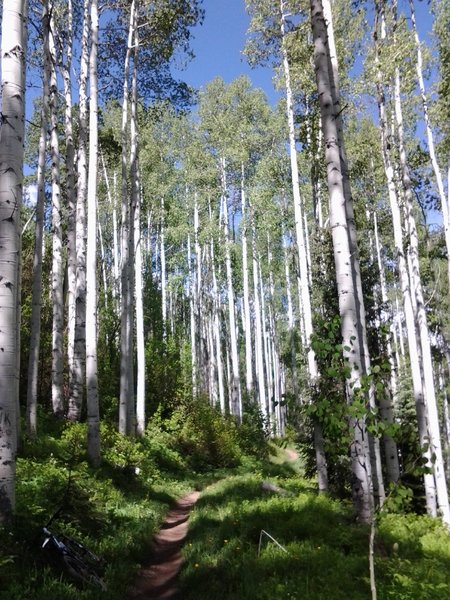 Riding through Aspen grove on Liondown