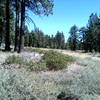 Not far from the parking area, on Antone Meadows Loop