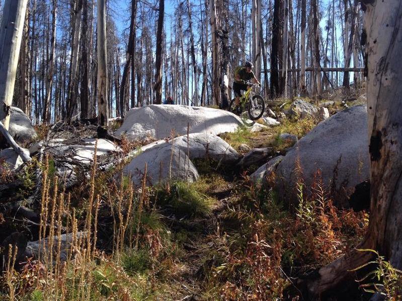 Bleached stone and burnt trees