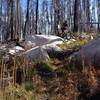 Bleached stone and burnt trees