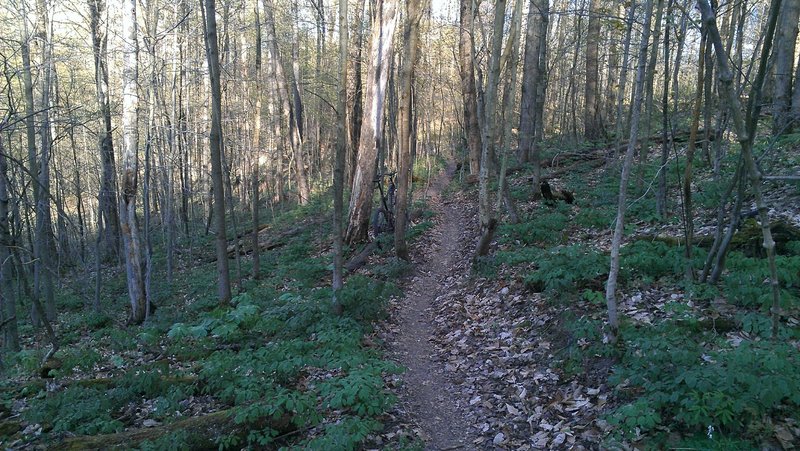 Some hand-benched goodness on the rain trail.