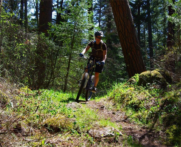 Flowy section of the N. Fork trail