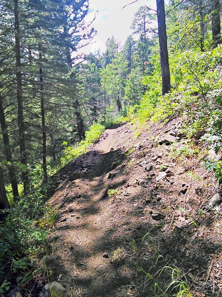 Typical tread of pine needles