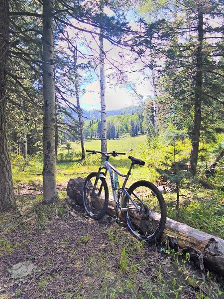 Meadow area on Treasure Mountain Trail